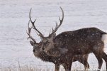 Sika A.jpg