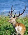 Sika C.jpg