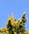 osprey.jpg osprey.jpg