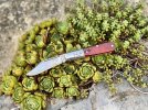IMG_4641.jpeg