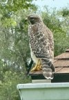 IMG_0884.jpeg