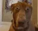 shocked-dog-huh.webp