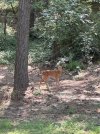 IMG_1350.jpeg