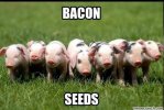 bacon seeds.jpg