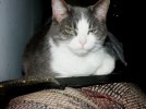 kittybusse.jpg