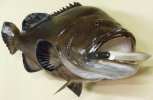vargrouper.jpg