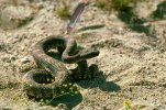 rattlesnake.jpg