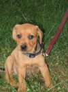 hudson-pup.jpg