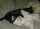Bark sleeping 8-07 004.jpg