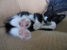 relaxed Nouvelle+Star+%231[1].jpg