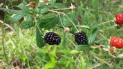 blackberries.jpg