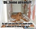 it-was-all-the-cat_o_861319.jpg