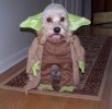 yoda_dog.jpe