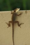Web  Lounge Lizard Hanging Out.jpg