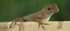 Web  Lounge Lizard III.jpg