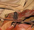 Web Coqui II.jpg