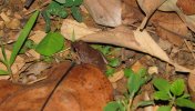 Web Tan Coqui.jpg