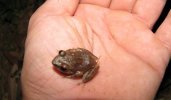 Web Coqui I.jpg