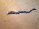 Rasp Snake.jpg