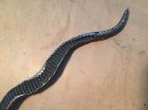 Rasp Snake 1.jpg