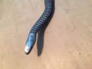 Rasp Snake 2.jpg