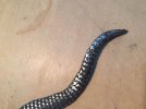 Rasp Snake 3.jpg