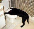 dog_drink_toilet-759885.jpg