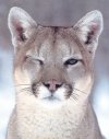 Cougar winking.jpg