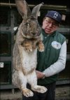 Big Bunny 2.jpg