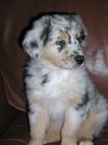 aussie pup6.jpg