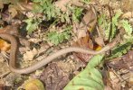 snake2.JPG