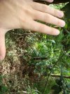 orb web and hand.JPG