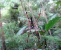 big red orb web2.jpg