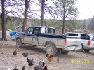 96-shorty.jpg