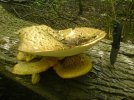 DSC00416.JPG