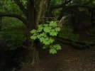 horse chestnut.JPG