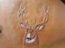 Antlers 1.jpg