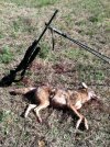 yote.jpg