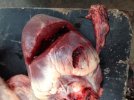 hog heart.jpg