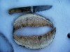 musk ox horn 1.jpg