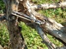 Ktint's Rebuilt 881 Buck Strider w talonite blade and new body 004.jpg