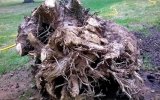 stump2.jpg