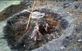 stump1.jpg