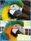 brazilian-parrot-receives-worlds-first-3d-printed-titanium-beak6.jpg