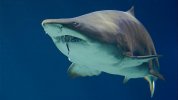 Shark.jpg
