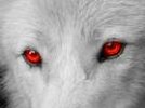 wolf.jpg