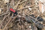 Tarantula Hawk I.jpg