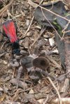 Tarantula Hawk II.jpg