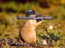 evil_squirrel.jpg