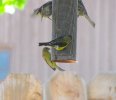 Lesser Goldfinch pair.jpg